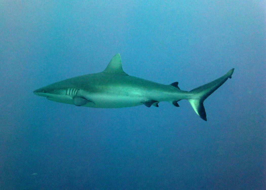 Grey shark, Tahiti, French Polynesia 2019.